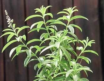 Lemon Verbena Leaf Benefits